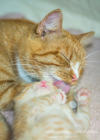 Tango cleaning 1