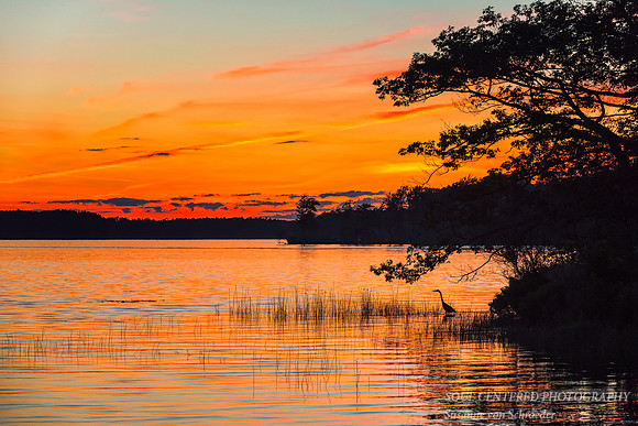 Blue Heron, fishing