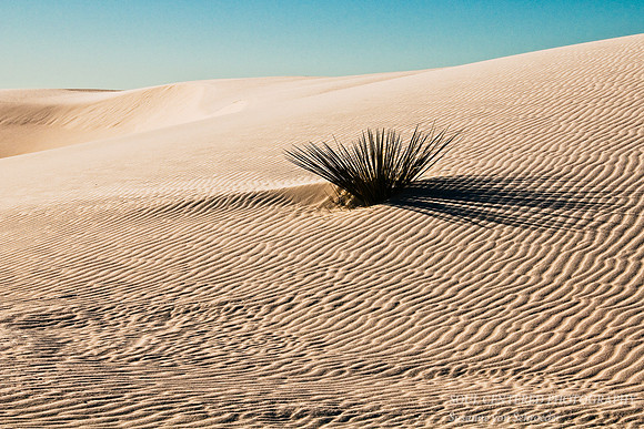 Yucca in White Sands 2