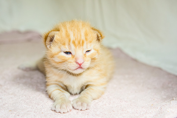 Kitten, Little Buddha