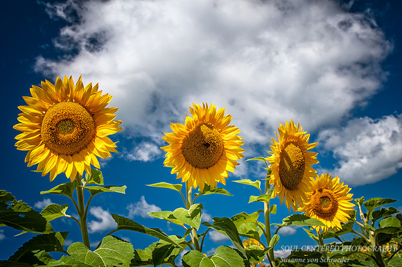 Sunflower 4