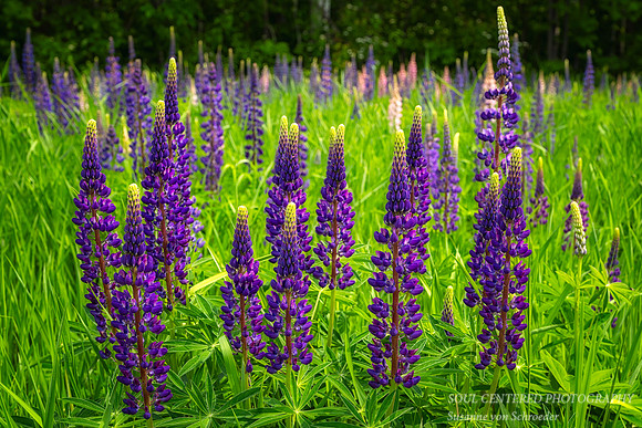 Lupins, June '25