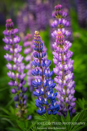 Blue/purple Lupines, Bayfield, WI
