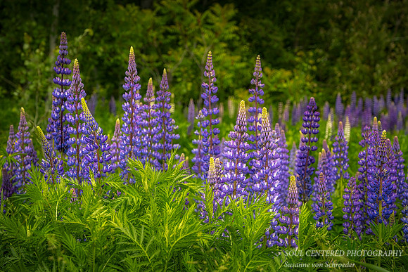 A field of blue Lupins, Bayfield, WI