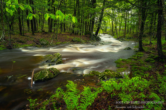 Creek after spring rain, May 21. '21 3