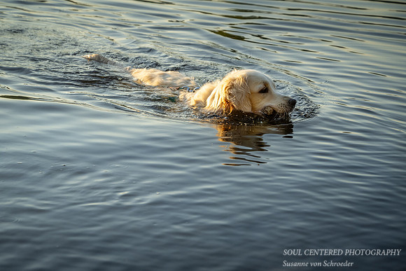 Shanti swimming, late summer '23 1