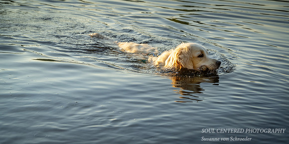 Shanti swimming, late summer '23 1, panorama