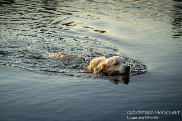 Shanti swimming, late summer '23 2