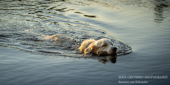 Shanti swimming, late summer '23 2, panorama