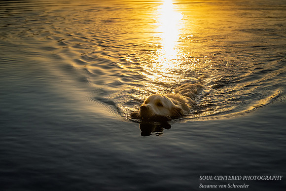 Shanti swimming at sunset, late summer '23 2
