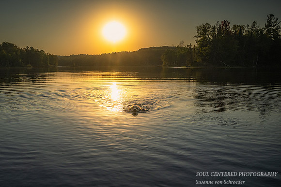 Shanti swimming at sunset, late summer '23 1