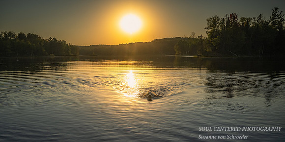 Shanti swimming at sunset, late summer '23 1, panorama