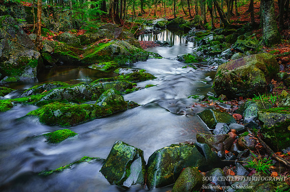 Spring Creek 5