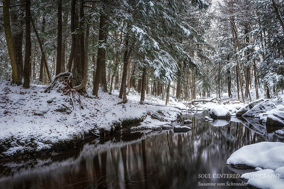 Hemlock Trees at creek with snow