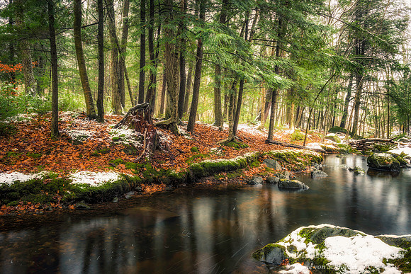 Hemlock trees at creek