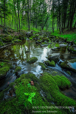 Creek with mossy rocks 2