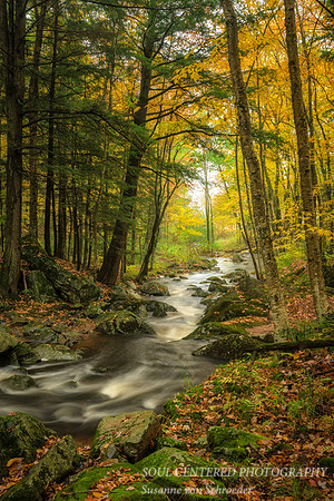 Magic Creek, Fall '15 5