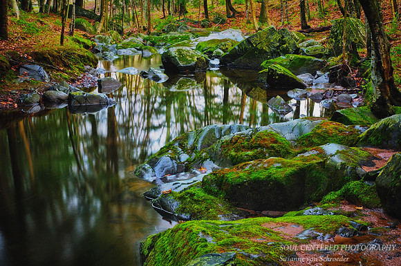 Spring Creek 3