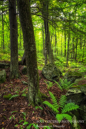Fern in summer forest,  8.'17