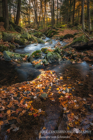 Creek with leaves