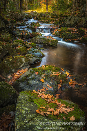 Creek with leaves 2