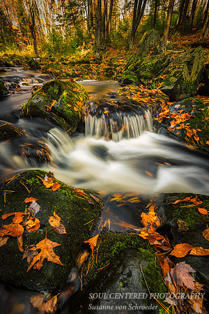 Creek with leaves 5