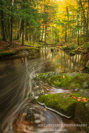 Magic Creek, Fall '15 4