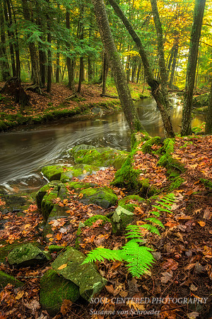Magic Creek, Fall '15 3