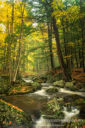 Magic Creek, Fall '15 1