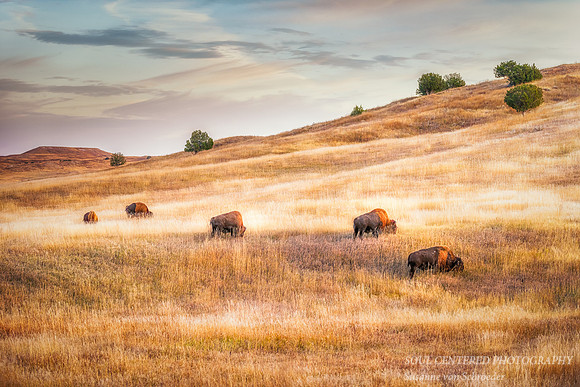 Bisons in evening light