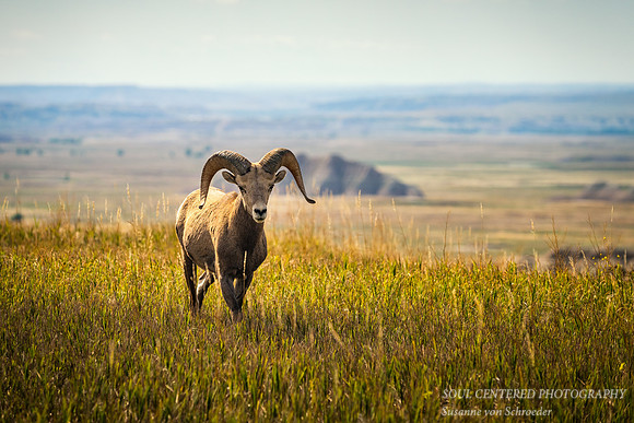 Bighorn Sheep, summer '16