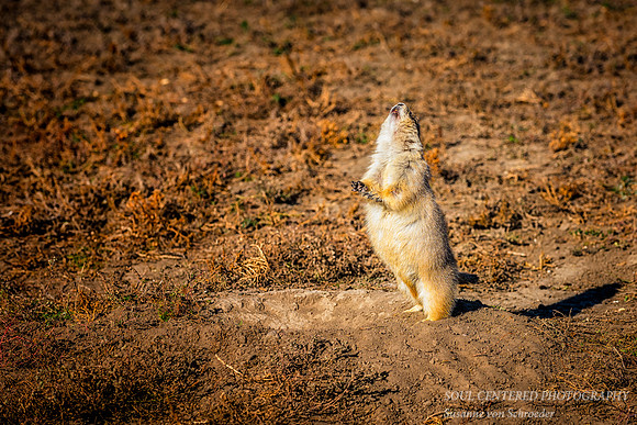 Prairie dog jumping up