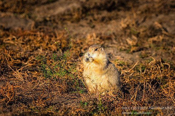 Prairie dog