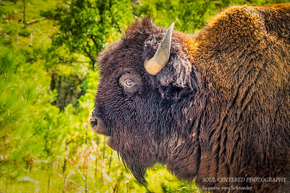 A big bison, close up
