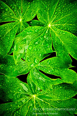 Mayapple leaves w. drops