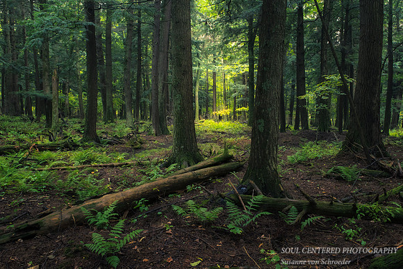 Old growth forest