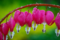Bleeding Heart, rain 2