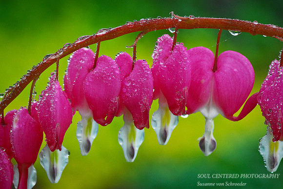 Bleeding Heart, rain 2