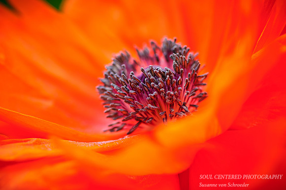 Orange Poppy, macro 2