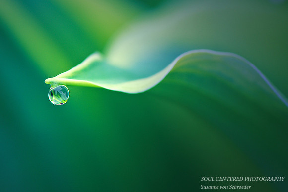 Hosta leaf w. drop 2