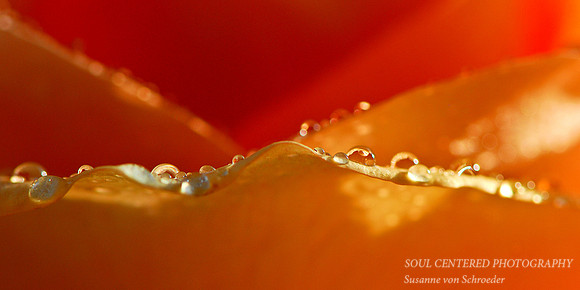Drop orange rose 2