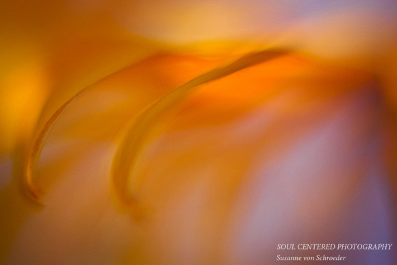 Rudbeckia soft touch3