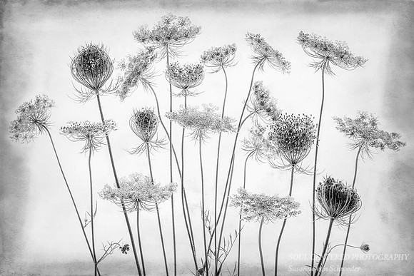 Queen Ann's Lace, black & white