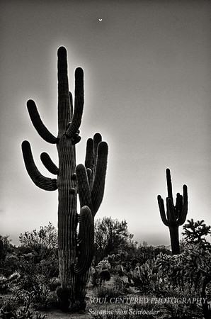 Saguaro B&W 1