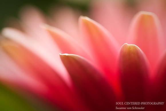 Gerbera, pink petals