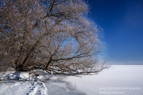 Frost covered Willow tree, Washburn, WI
