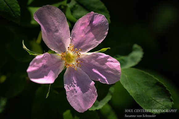 Wild rose, pink