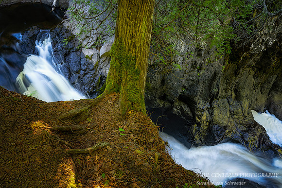 Along the Cascade River with Cedar tree 1