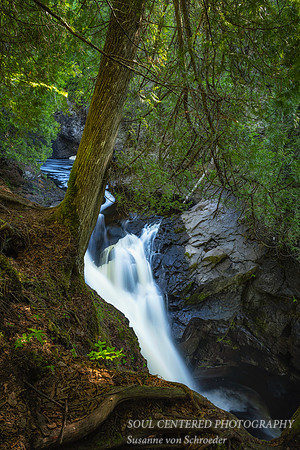Along the Cascade River with Cedar tree 2