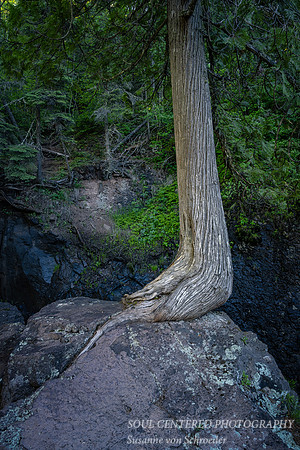 Cedar tree on rock